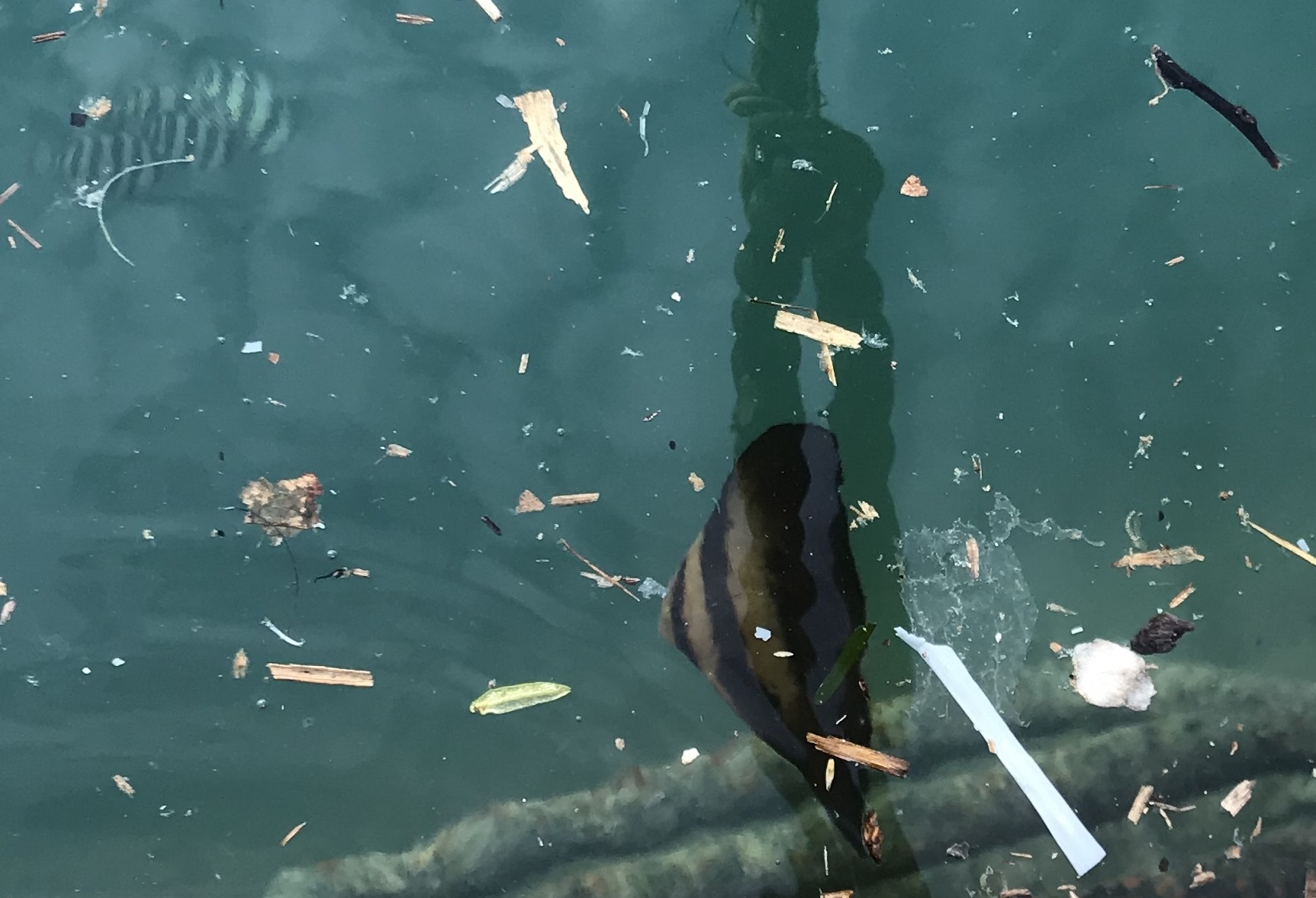 和歌山県串本で日中に漁港採集 19年夏 生き物サーチング