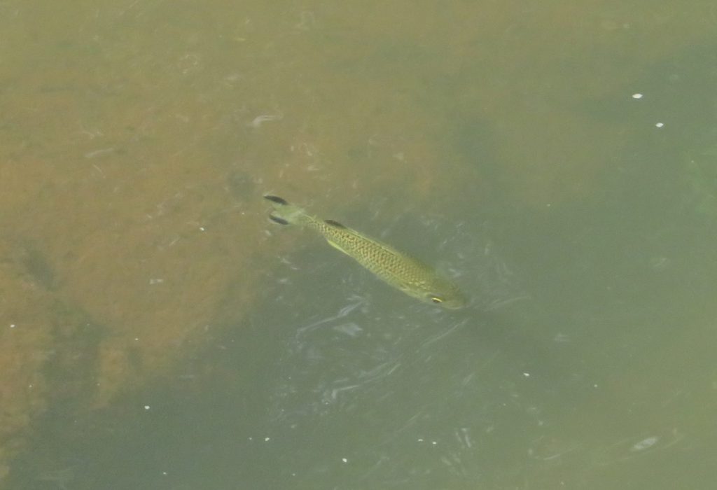 横井ケーブ横の川にいた魚