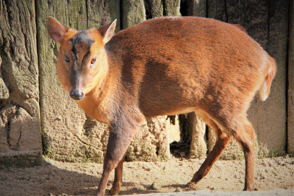 キョンの生態と見つけ方