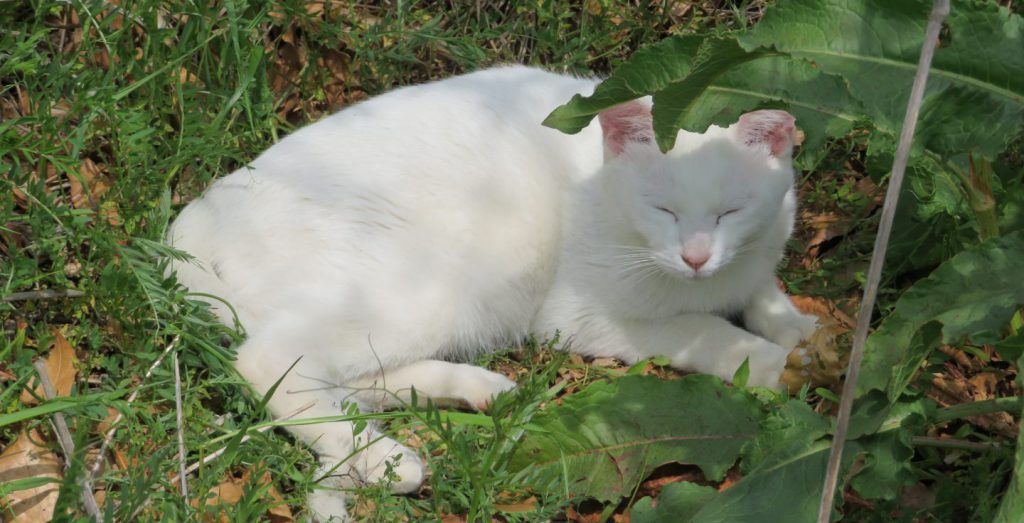 白い野良猫