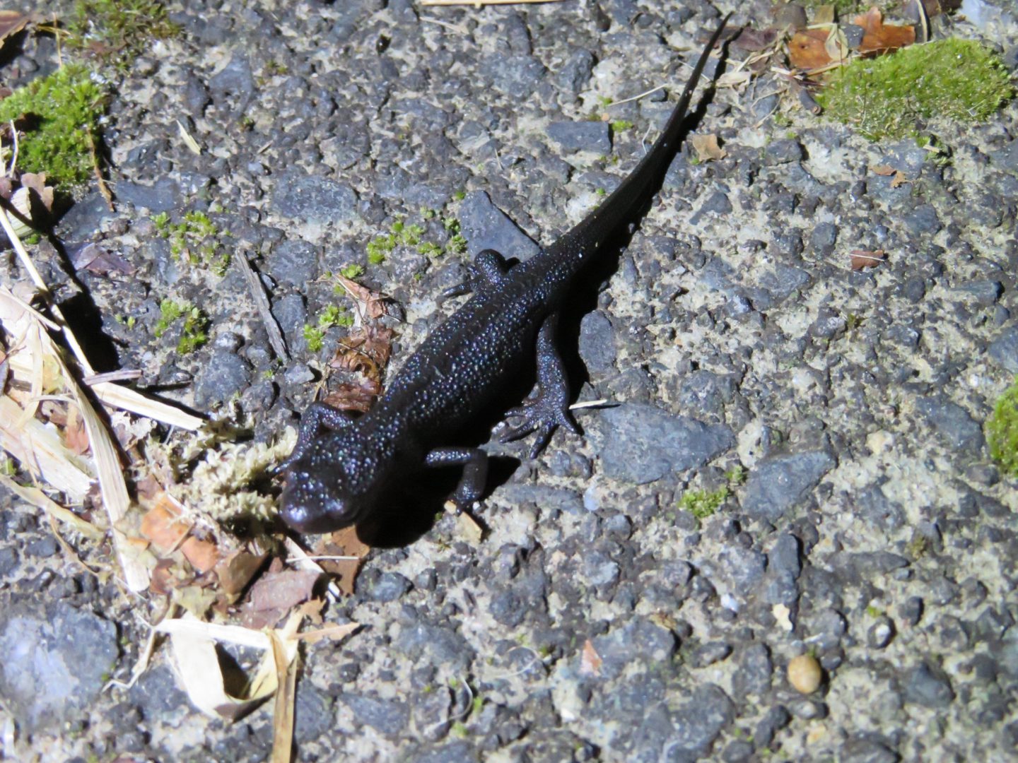 両生類の天国 岡山北部で生き物探索 年春 生き物サーチング