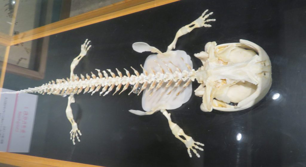 オオサンショウウオの骨格標本