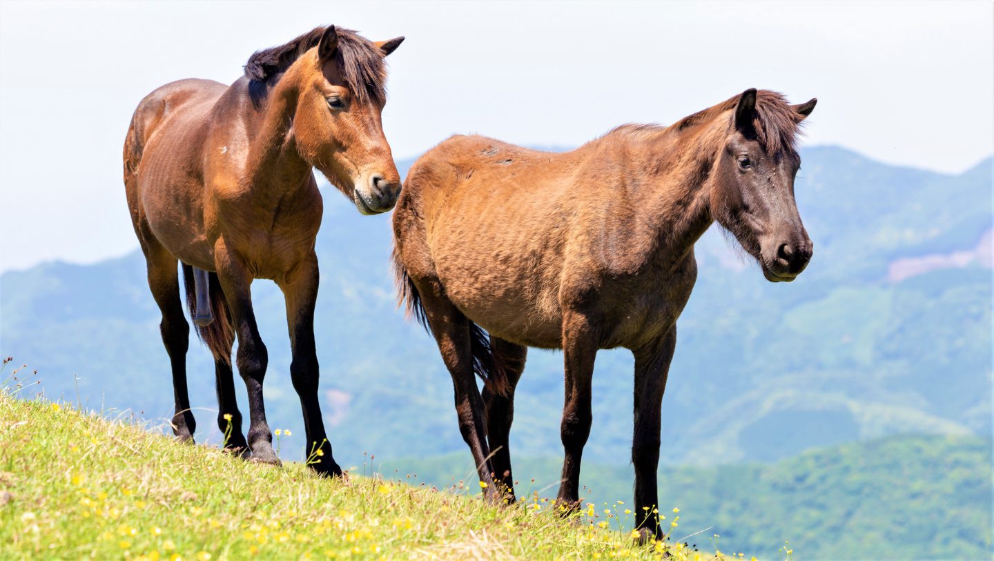 野生の馬 ウマ の生態と見つけ方 都井岬の御崎馬 生き物サーチング