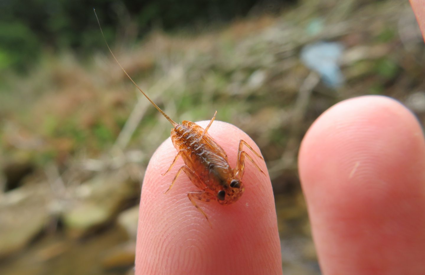 北摂 カゲロウやカワゲラの幼虫大量採集 年春 生き物サーチング