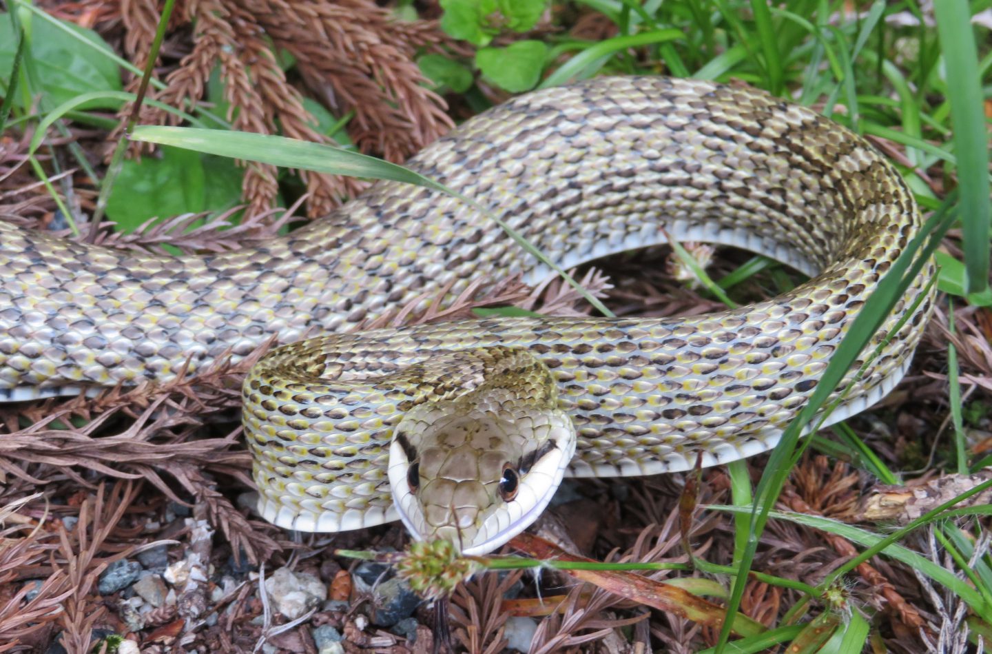 林道メインで兵庫横断 カエル ヘビなど生き物探索 年春 生き物サーチング