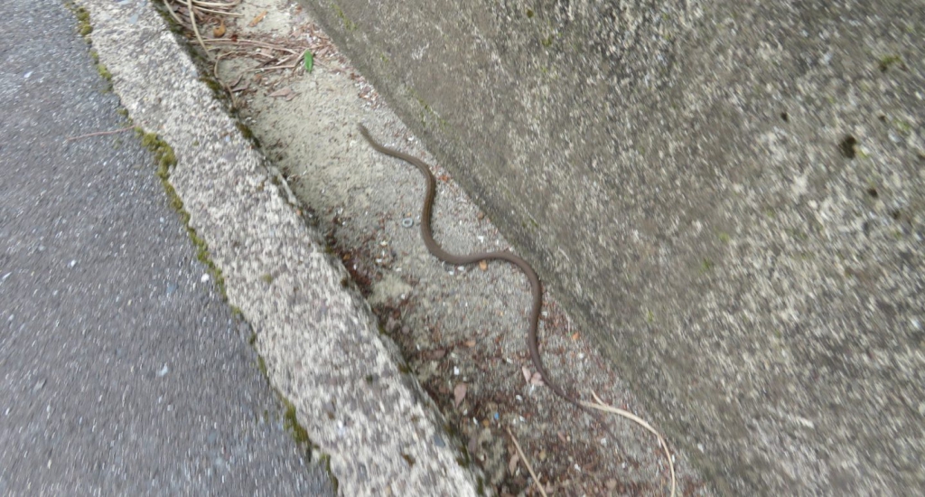 道路脇の側溝中を移動するシマヘビ