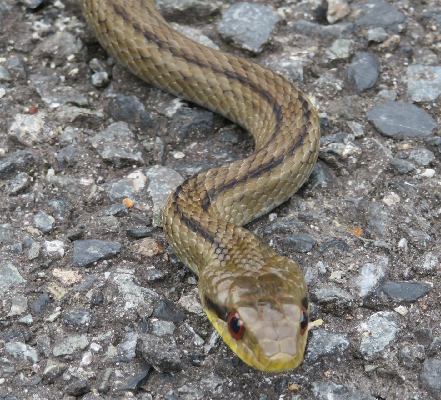 奈良県でシマヘビを採集 年初夏 生き物サーチング