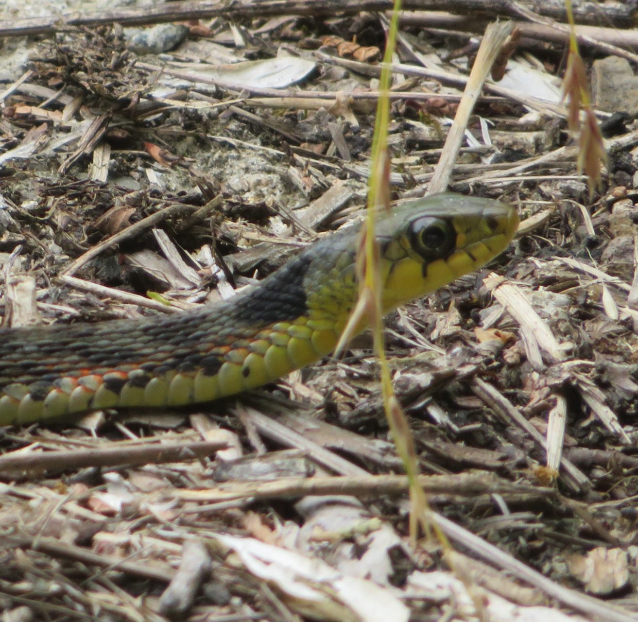 ヘビだらけ】大阪の能勢町で生き物探し【2020年初夏】 | 生き物サーチング