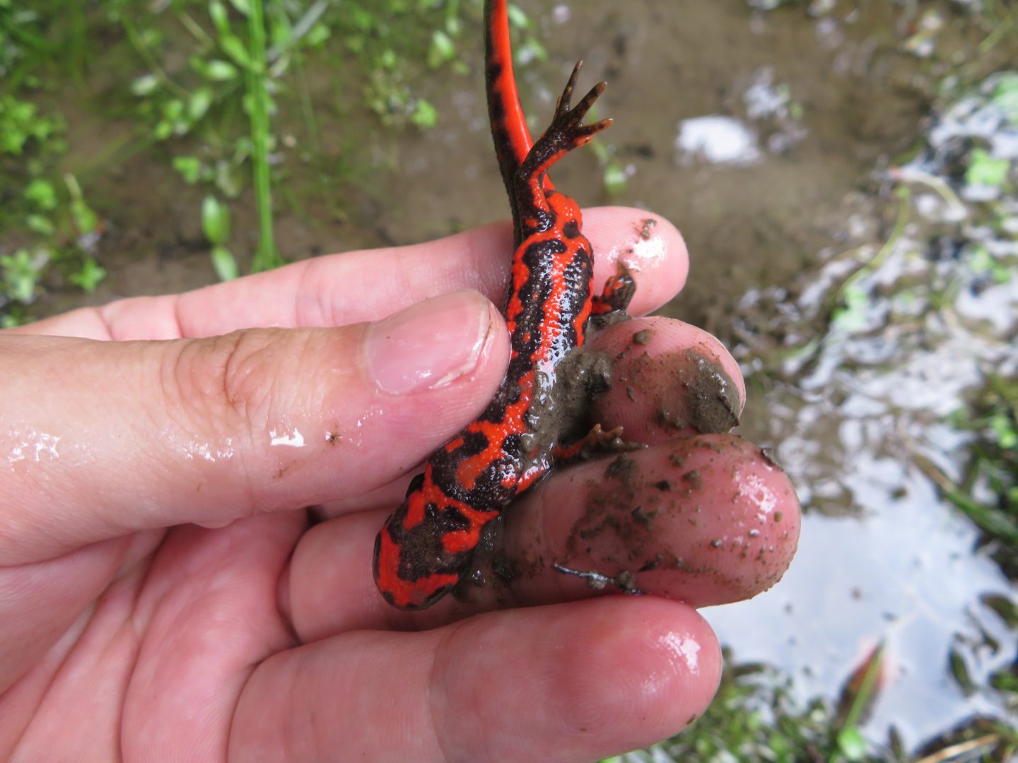 能勢で生き物観察 年初夏 生き物サーチング