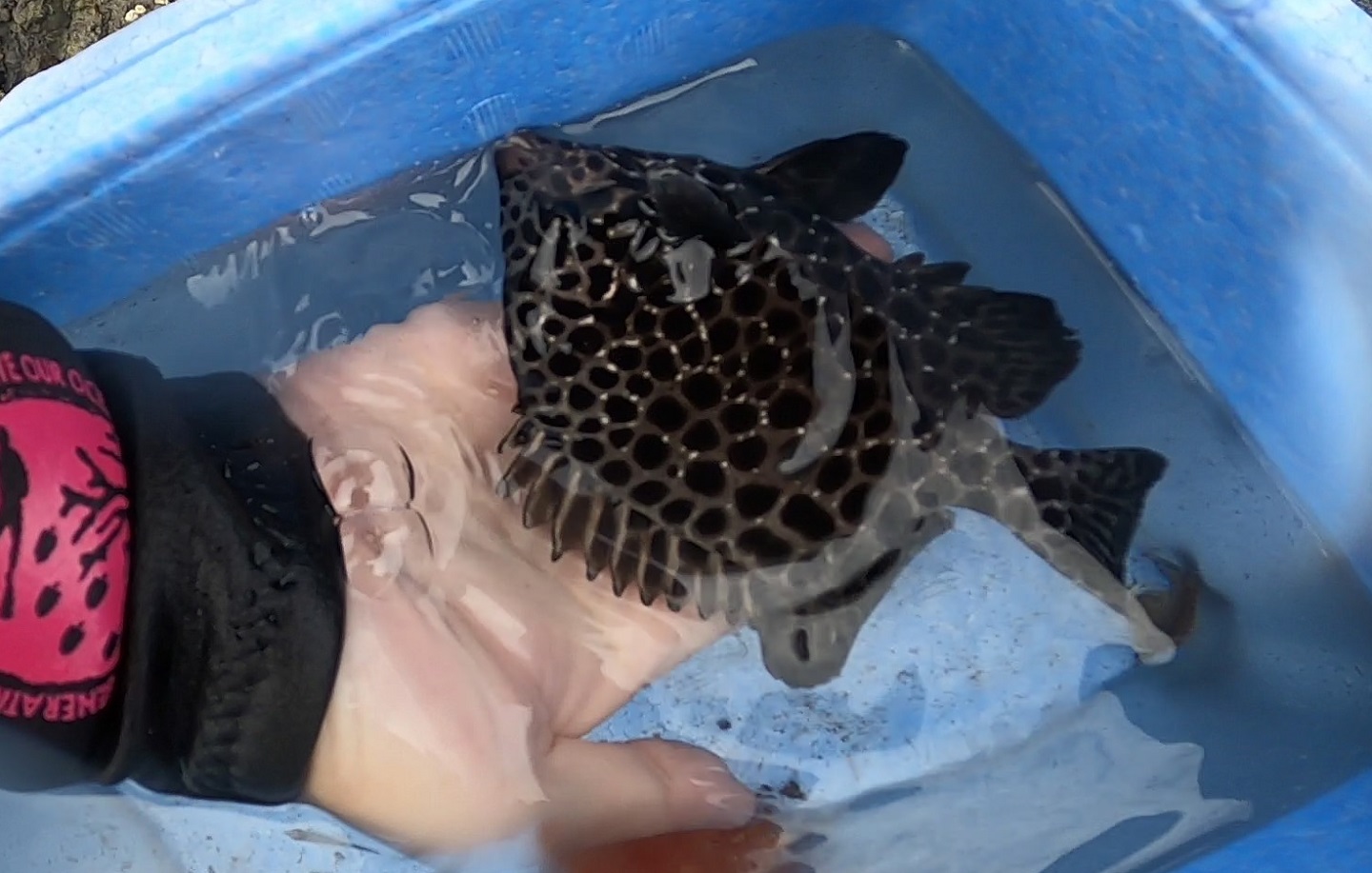串本で海水魚採集 年夏1回目 生き物サーチング