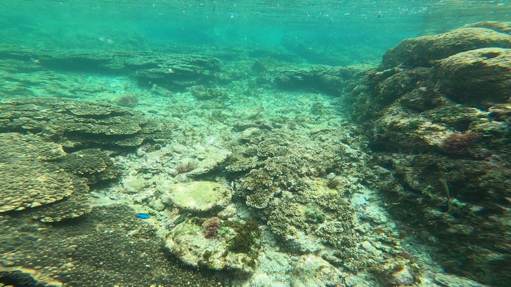 串本で海水魚採集 年夏1回目 生き物サーチング