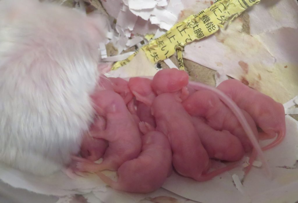 出産直後のハツカネズミの赤ちゃん