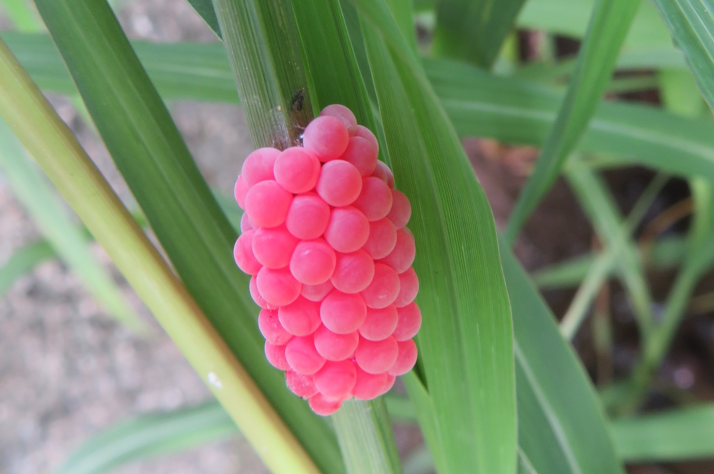 田んぼにあるピンクの卵は何 ジャンボタニシ 生き物サーチング