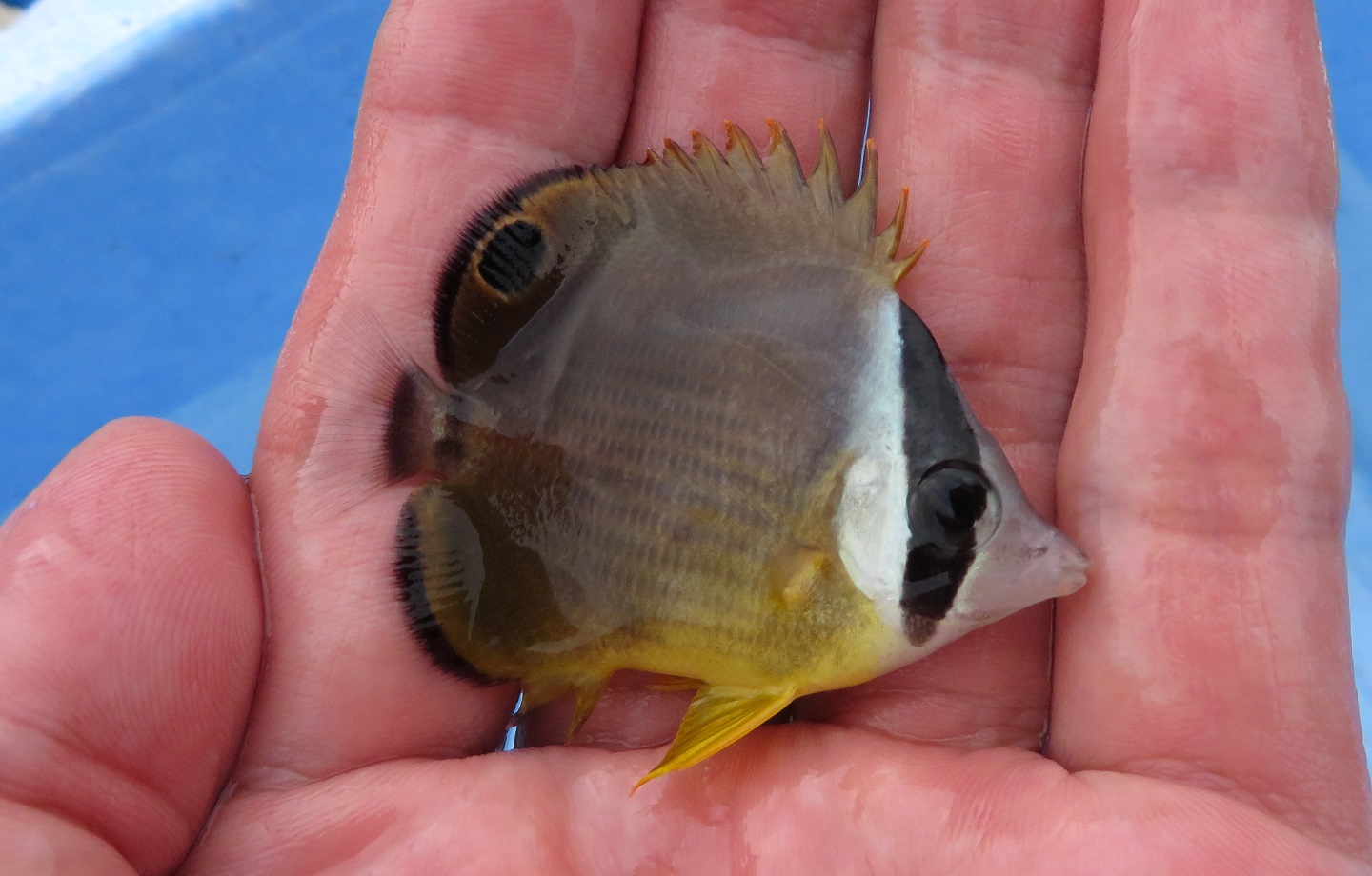 海の生き物に会いに行こう 生き物サーチング