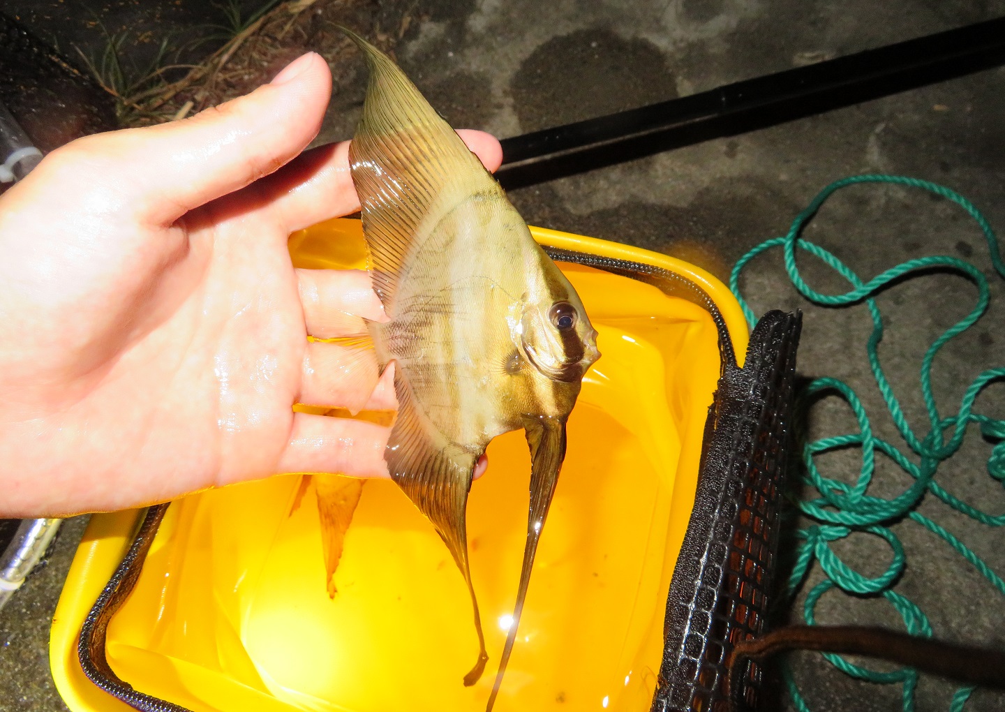 沖縄探索で出会った生き物 河口域 漁港編 年夏 生き物サーチング