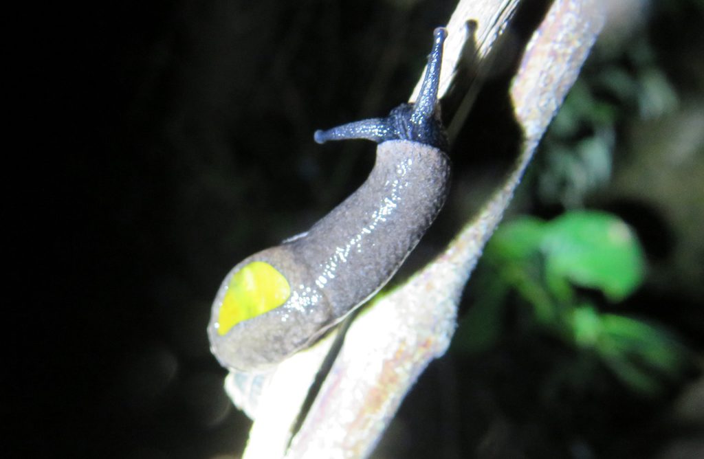 沖縄探索で出会った生き物 無脊椎動物編 年夏 生き物サーチング