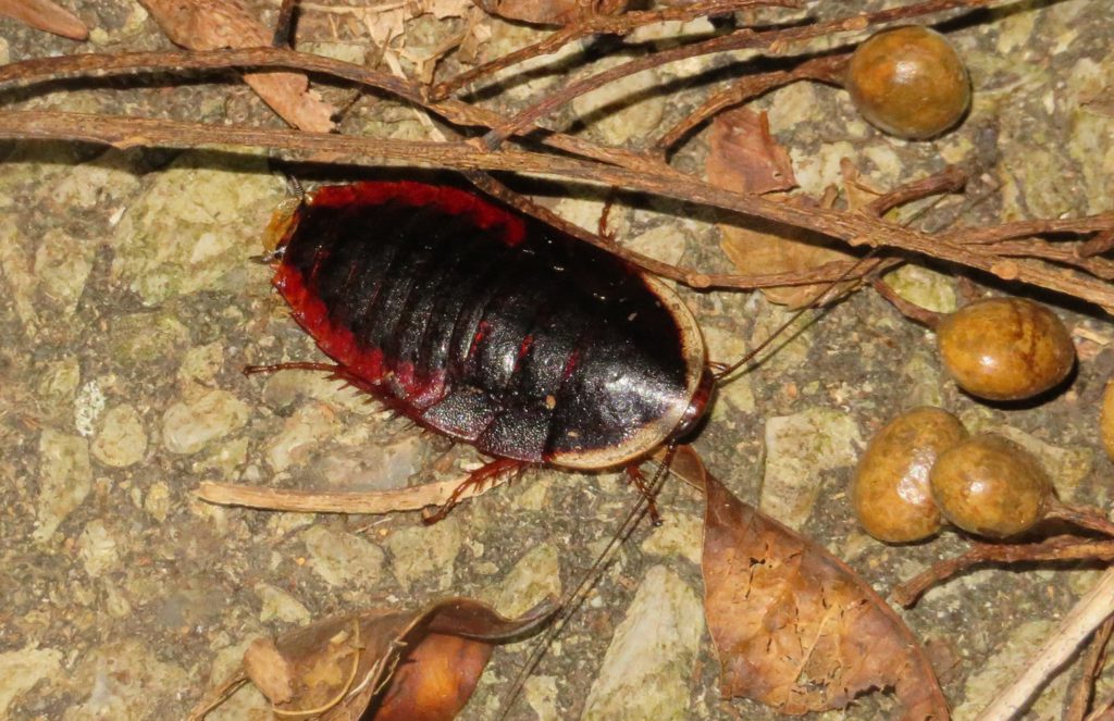 沖縄探索で出会った生き物 無脊椎動物編 年夏 生き物サーチング