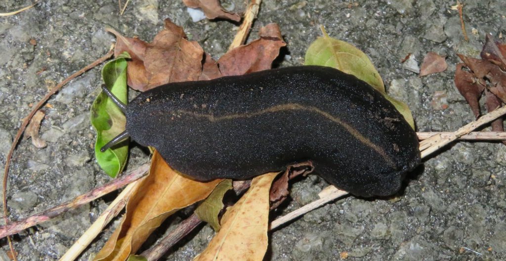 沖縄探索で出会った生き物 無脊椎動物編 年夏 生き物サーチング