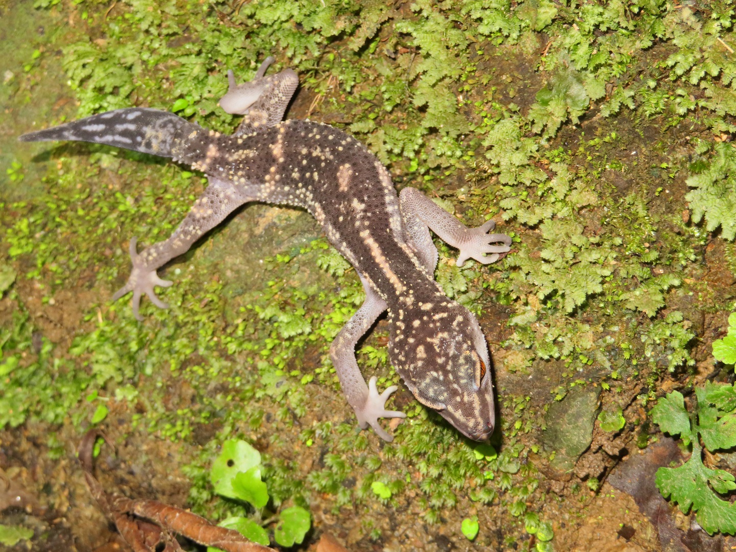 クロイワトカゲモドキを沖縄で探してみた 年夏 生き物サーチング