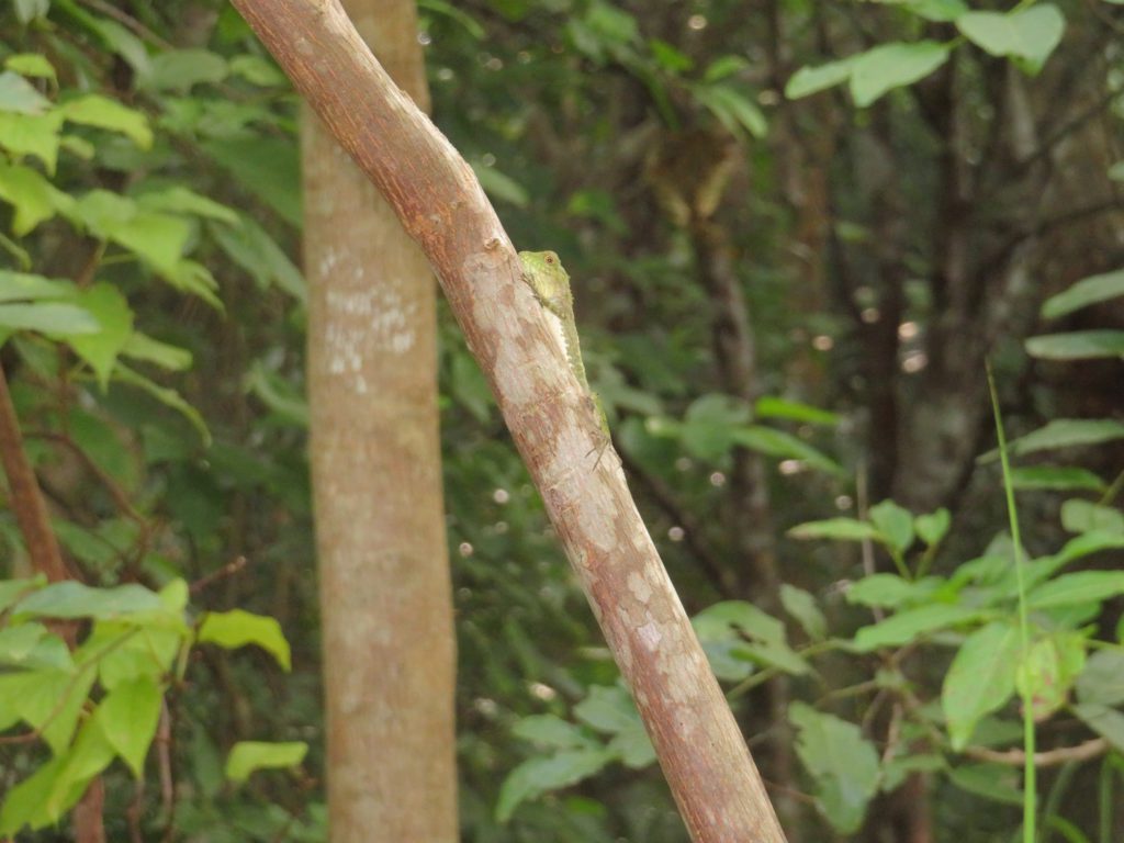 細い木についたオキナワキノボリトカゲ