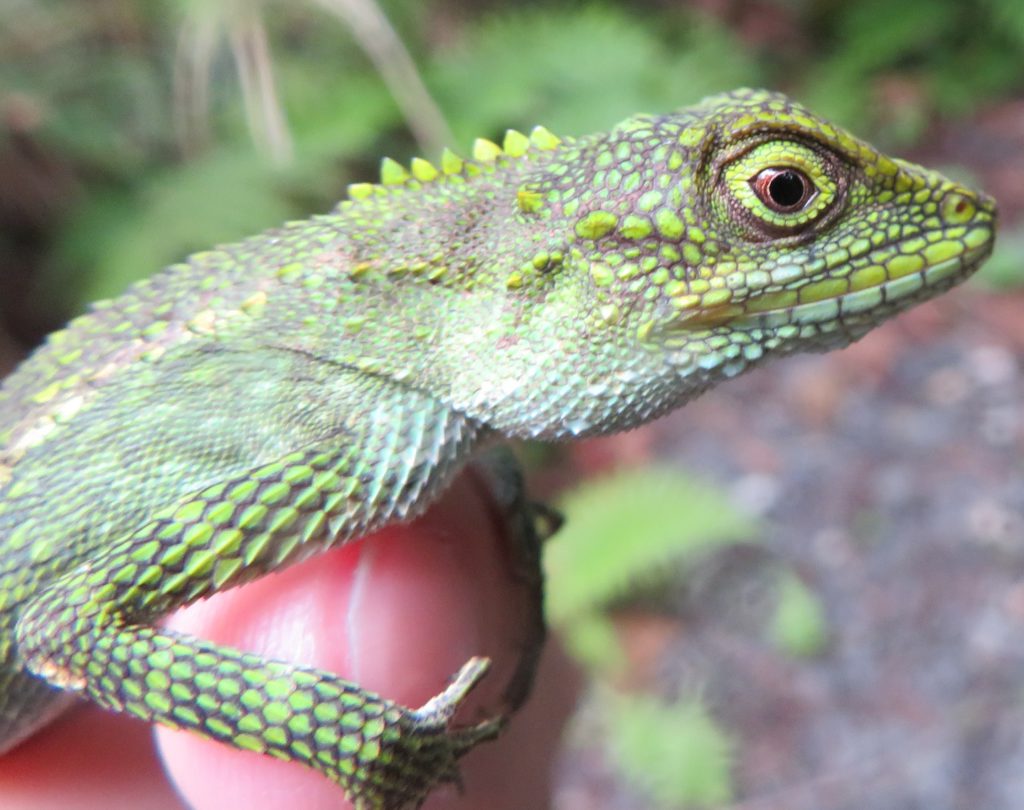 キノボリトカゲ 採集方法 生き物サーチング