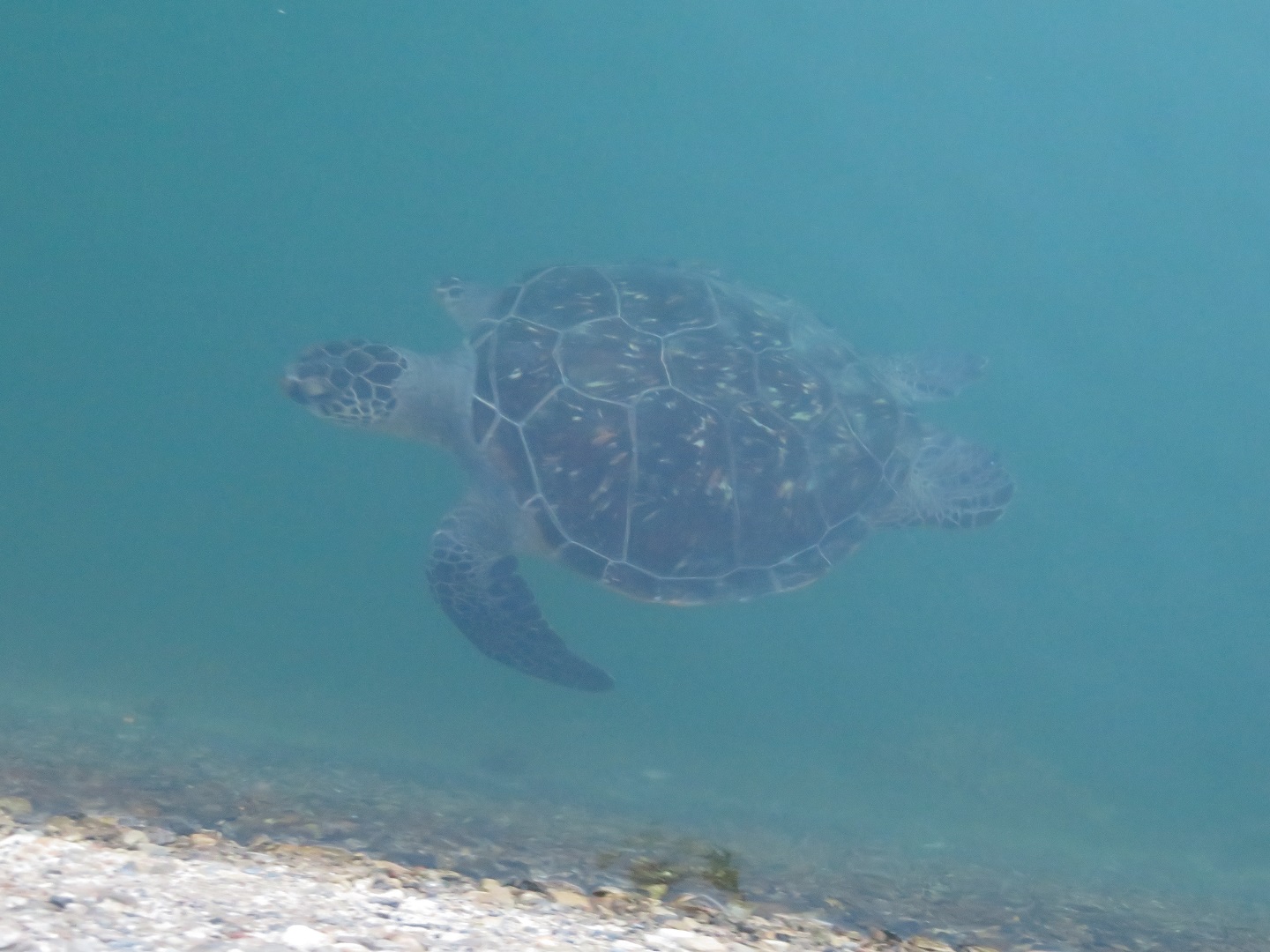 串本の漁港で海水魚採集 年夏3回目 生き物サーチング