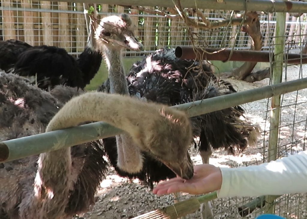 ダチョウに乗れる ダチョウらんど沖縄 生き物サーチング