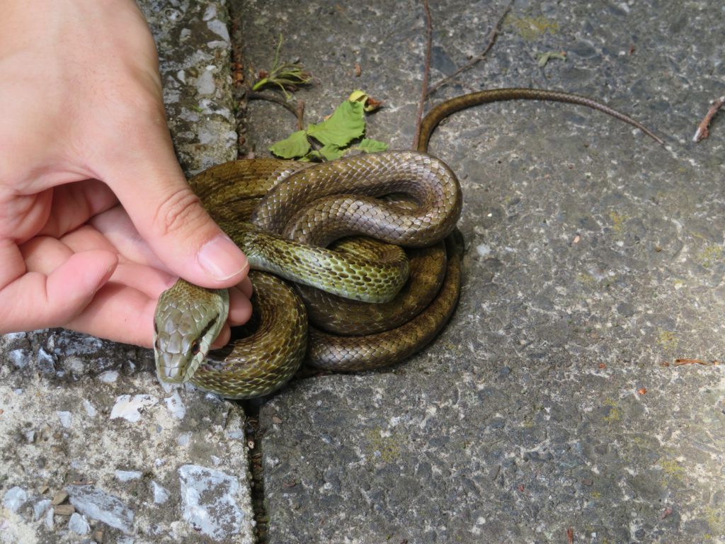 対馬のヘビ全3種類 探し方も 生き物サーチング