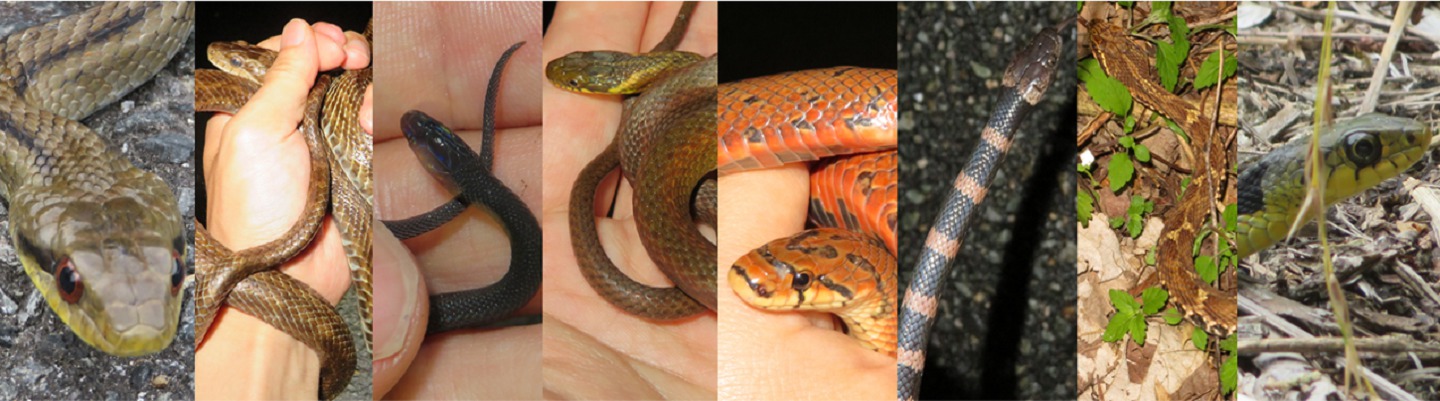 本州のヘビ全8種 見つけ方も 生き物サーチング