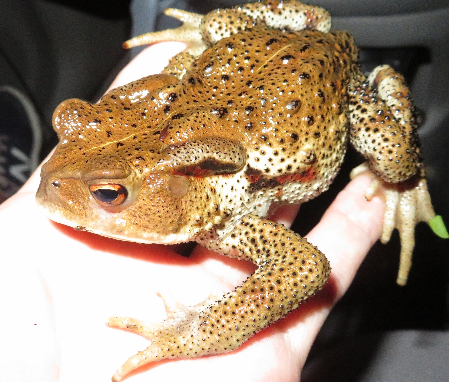 岡山探索 両生類編 カエル達とあの有尾類も 21年初夏 生き物サーチング