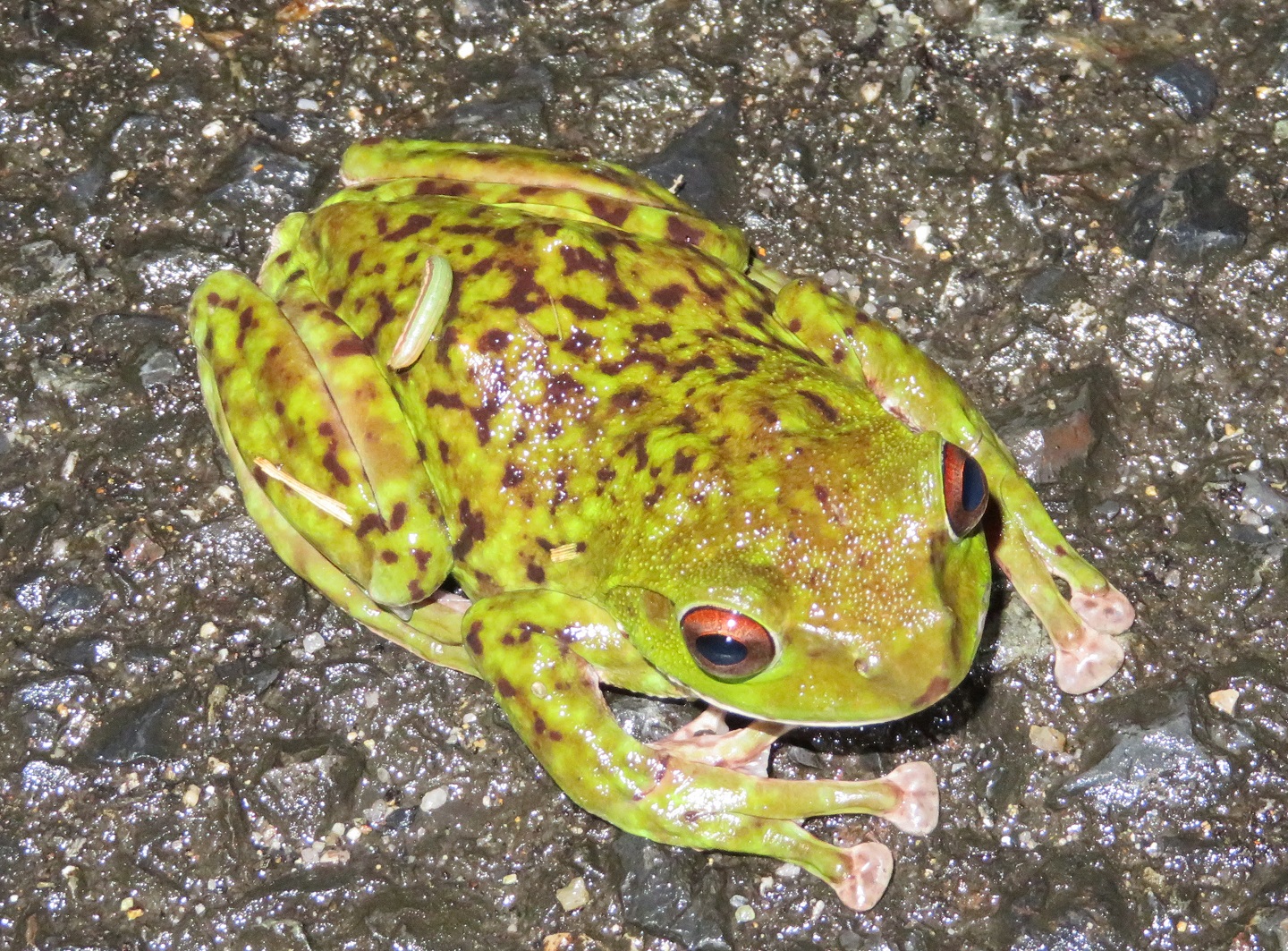 モリアオガエルの見つけ方・捕まえ方【簡単】 | 生き物サーチング