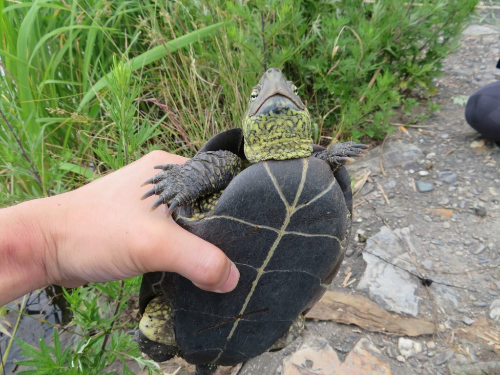 日本のカメ3種の見分け方 生き物サーチング