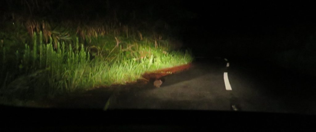 車から見たアマミノクロウサギ