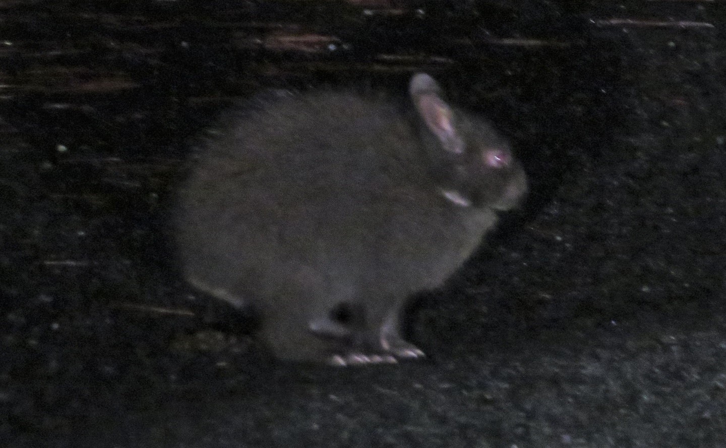アマミノクロウサギ 奄美の夜の生き物を探す方法 自然遺産 生き物サーチング