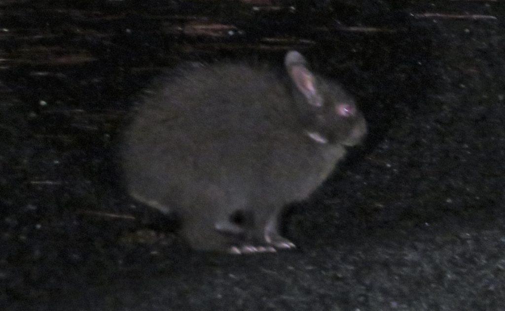 夜に出会ったアマミノクロウサギ