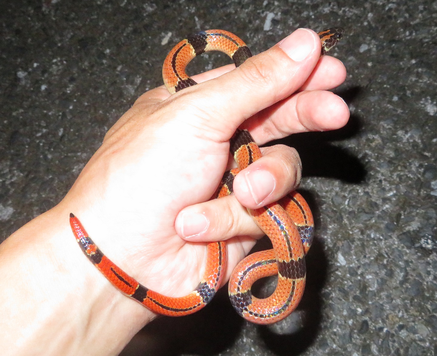 奄美大島のヘビ全8種【世界自然遺産】 | 生き物サーチング