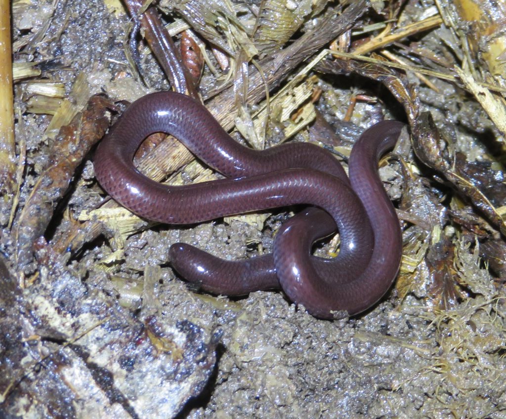奄美大島のブラ―ミニメクラヘビ